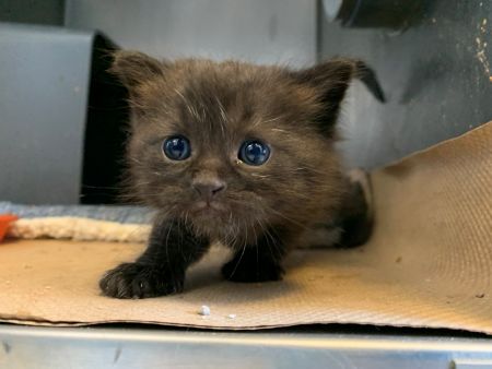 kuro%20and%203%20babies%202.jpg
