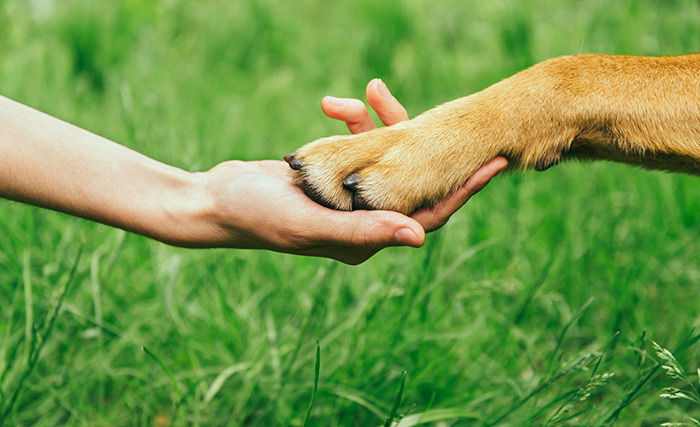 human hand holding a brown dog paw with grass under them