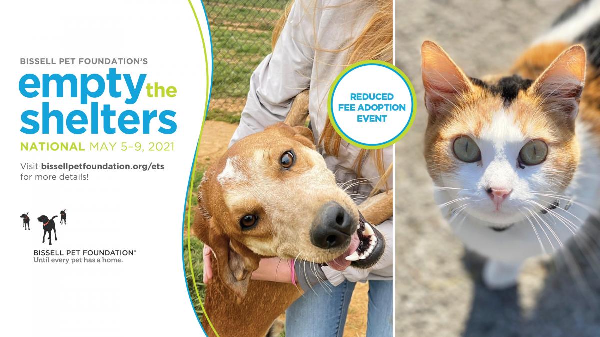 dog and cat for Bissell adoption promo