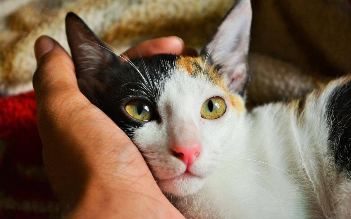 Calico cat head being held by white hand