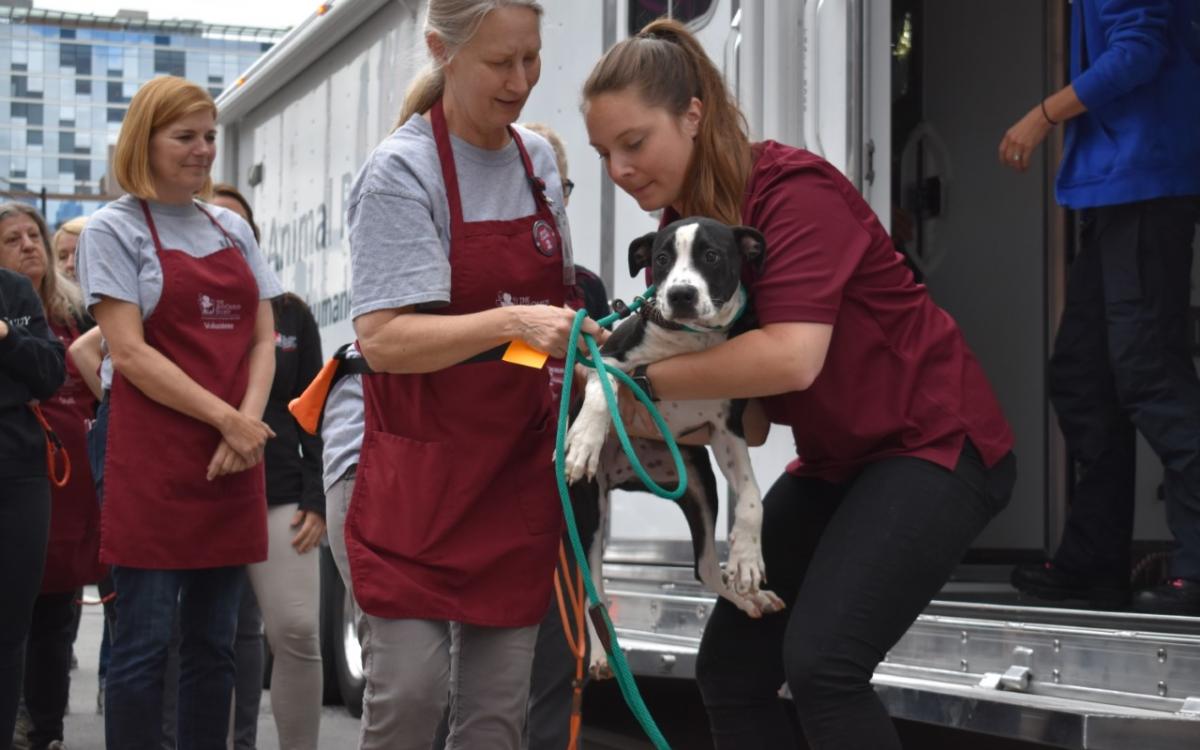 Woman in red shirt hands black and white dog to woman in red apron