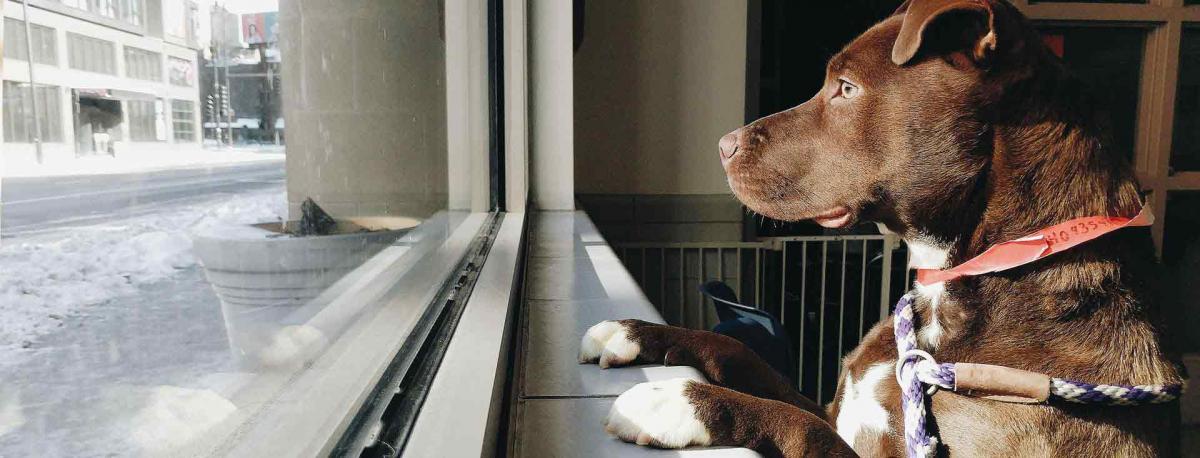 A brown dog looks out The Anti-Cruelty Society window at downtown Chicago