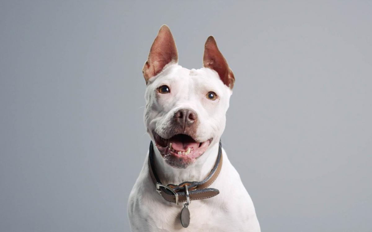 white dog with tan collar and ears up on gray background