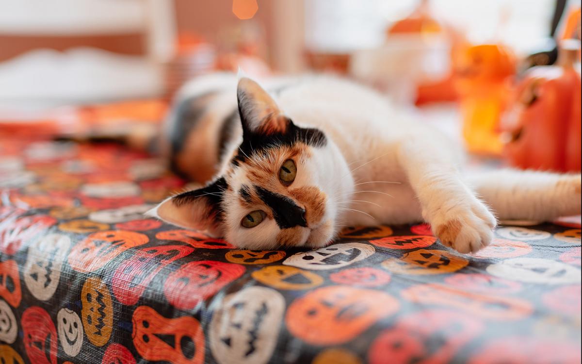 black and orange cat laying on pumpkin table cloth