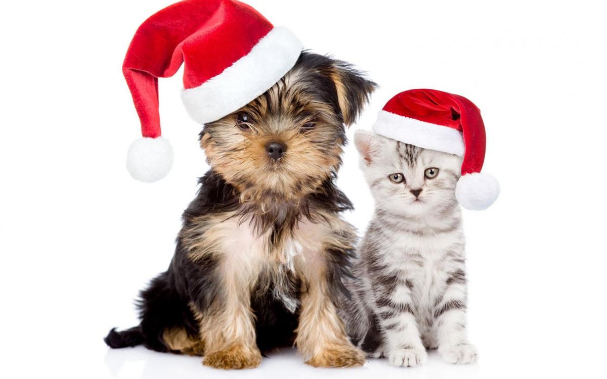 A puppy and kitten in santa hats