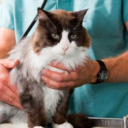 A vet wearing green scrubs examines a grey and white adult cat