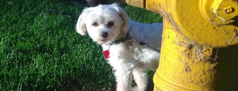 A small white dog stands next to a fire hydrant