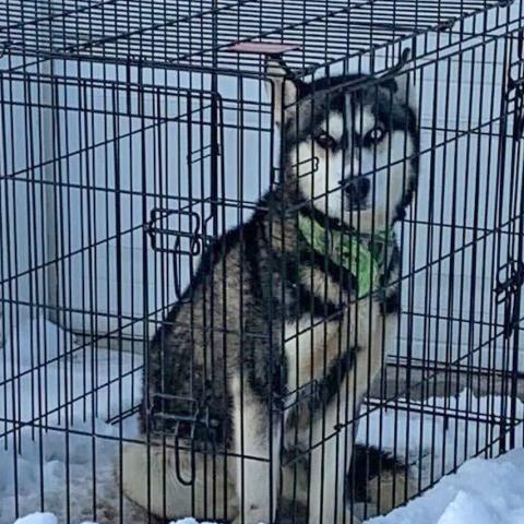 A dog outside in a cage in the snow