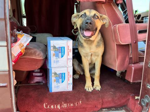 Dog next to pet food