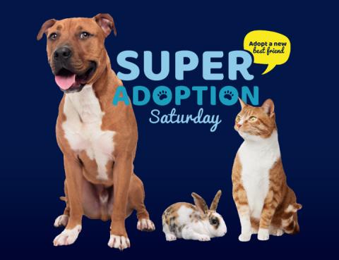 Super Adoption Saturday
