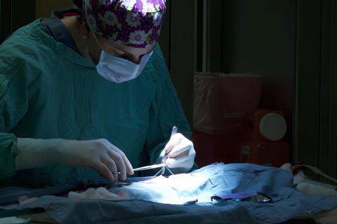 vet with an animal in surgery