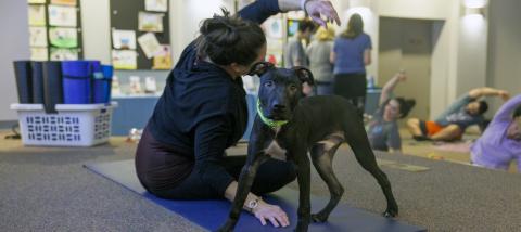 A woman doing yoga next to a dog