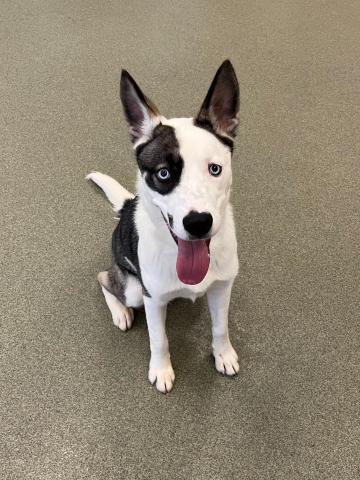black and white happy looking dog