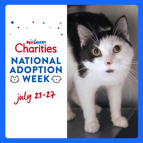 National Adoption Week July 2025