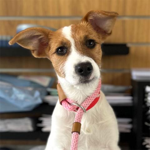 Juniper, a cute dog with a pink leash