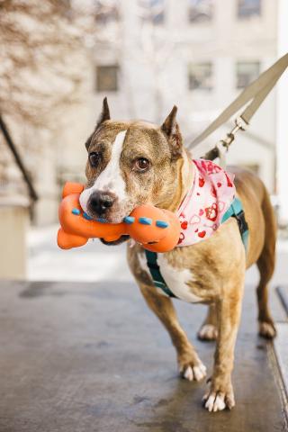 Brown dog with orange toy
