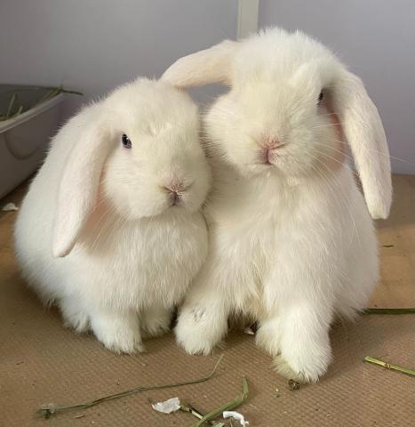 White rabbits