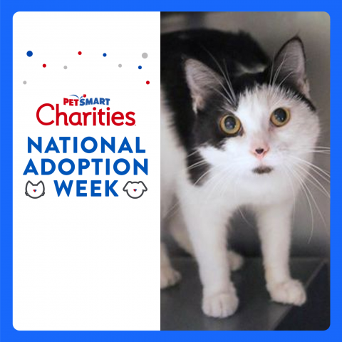 National Adoption Week