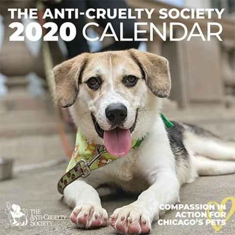 The Anti-Cruelty Society's 2020 Calendar featuring a happy brown and white dog on the cover
