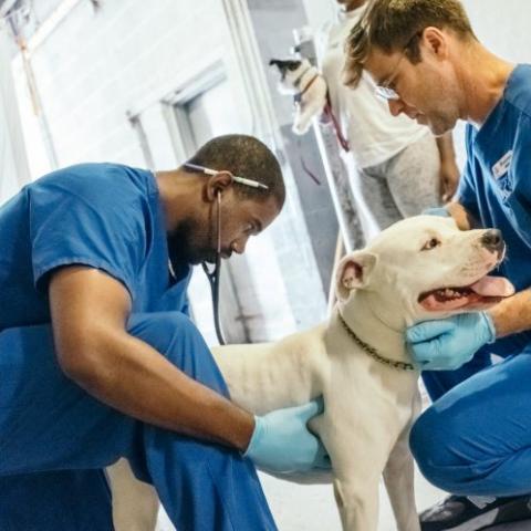 African American man in blue scrubs examines a white pit bull dog while a white man in blue scrubs assists