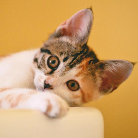 A cat on orange background