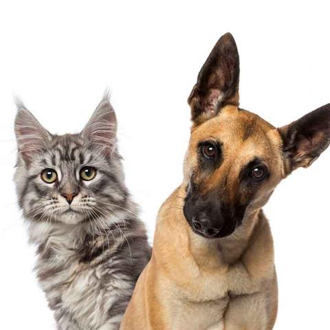 A tan colored adult dog and gray adult cat look at camera