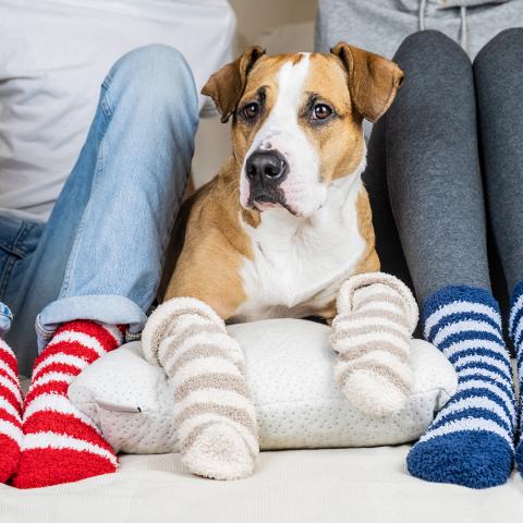 Man in red and white stripped socks next to brown and white dog next to woman in blue and white socks