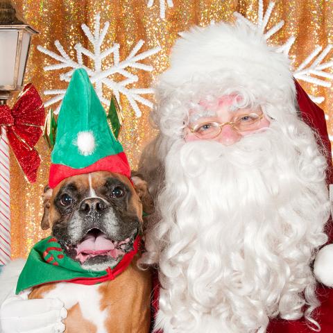 Brown and white boxer with green elf hat on sitting next to Santa