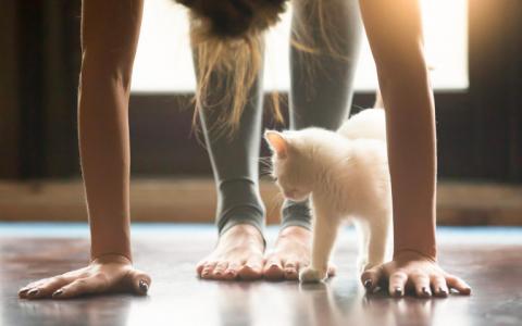 A woman does youga with a cat