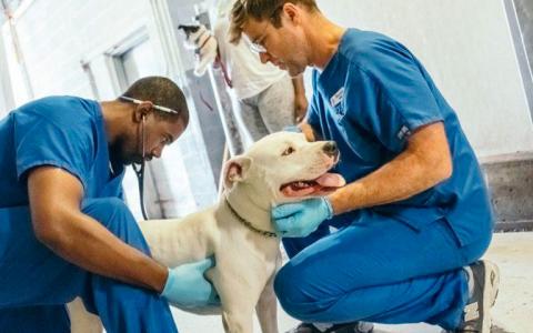 2 male vets examine a large white dog