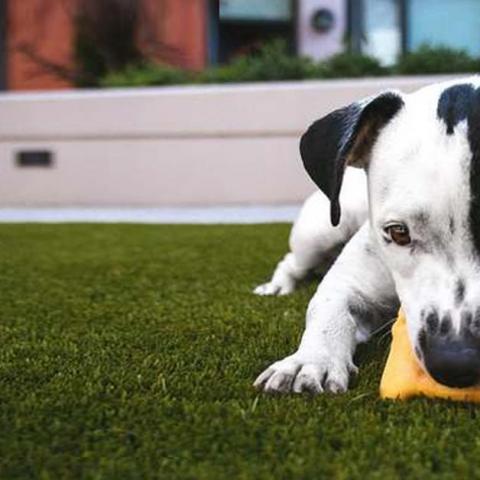 White dog with black spots chewing on a toy in grass