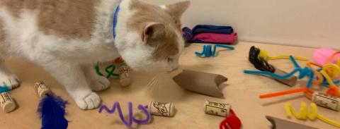 A cat with craft supplies