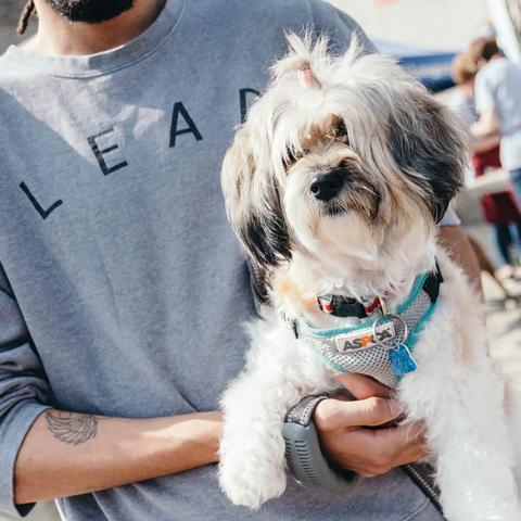 A man holds a small white dog