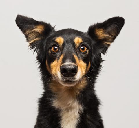 A handsome dog