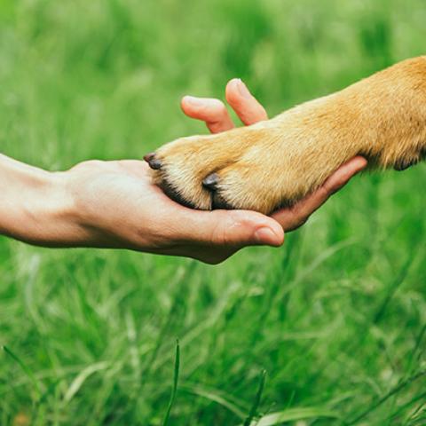 human hand holding a brown dog paw with grass under them