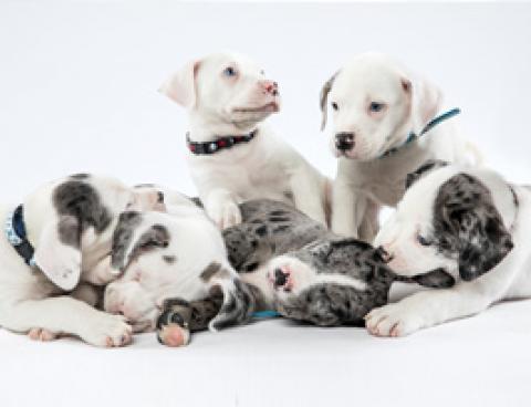 Black and white puppies pile on top of each other