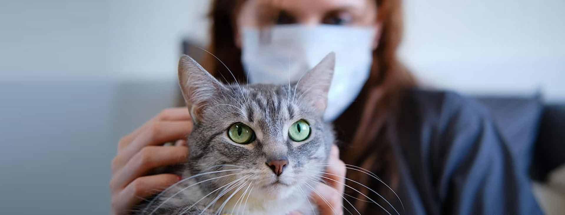 A woman in a facemask pets a gray cat