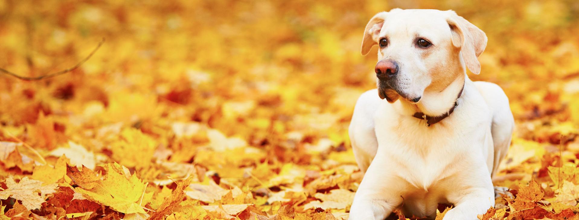 A happy dog sitting on leaves in fall