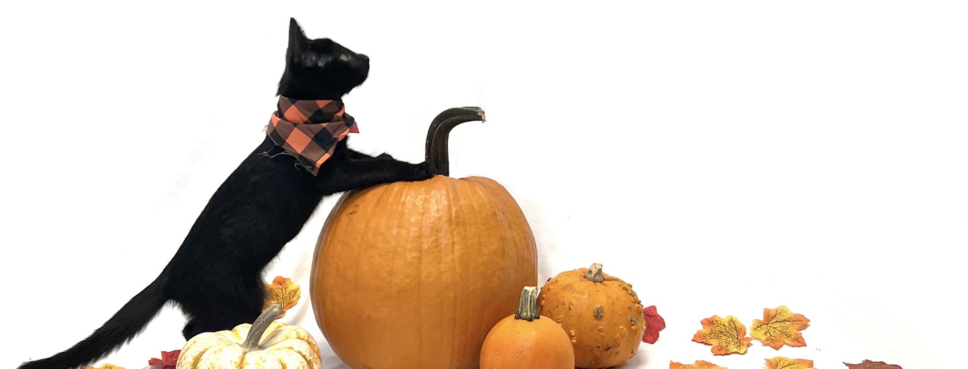 A black cat leaning on a pumpkin