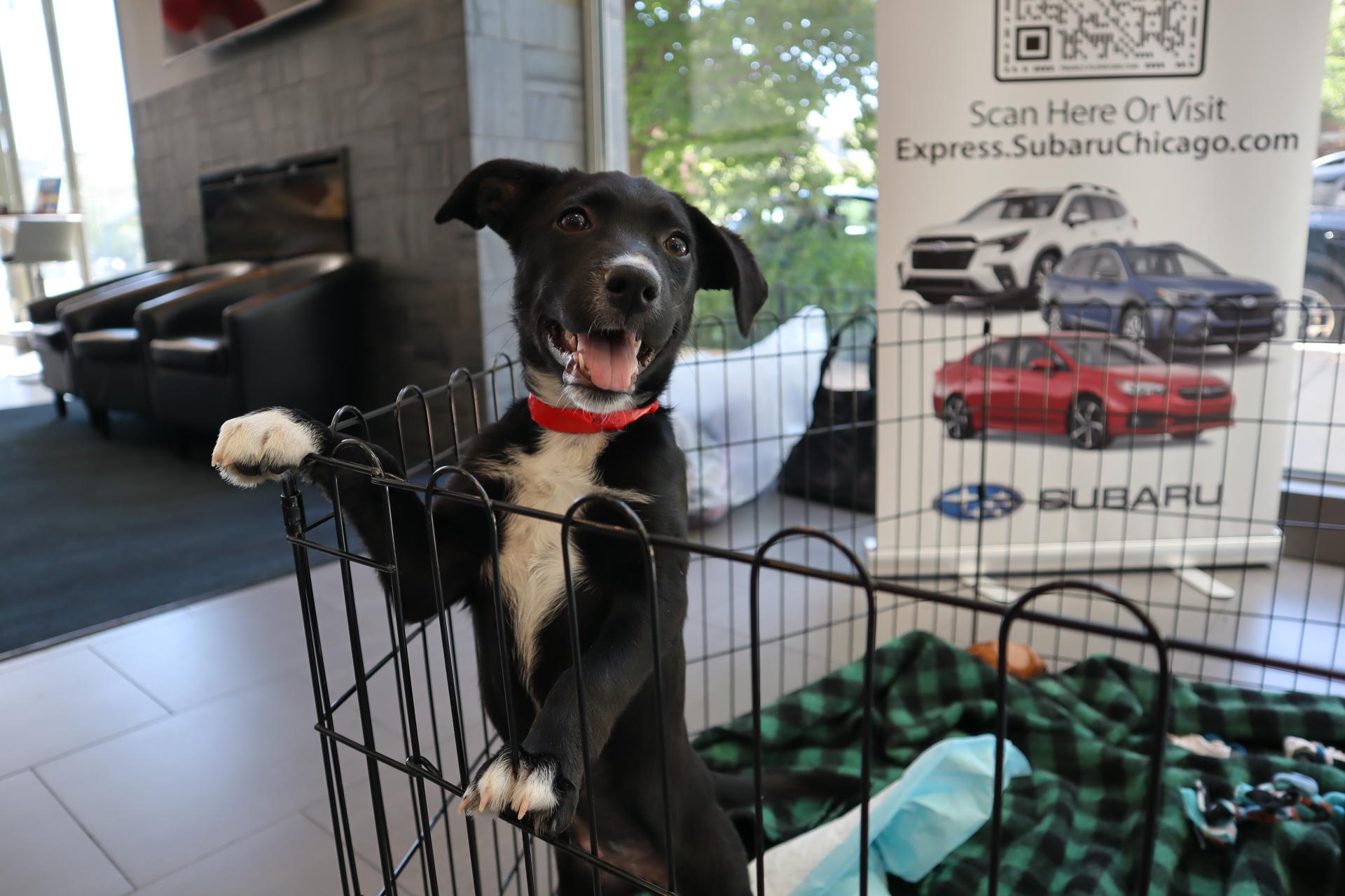 a happy black and white puppy with a red collar 