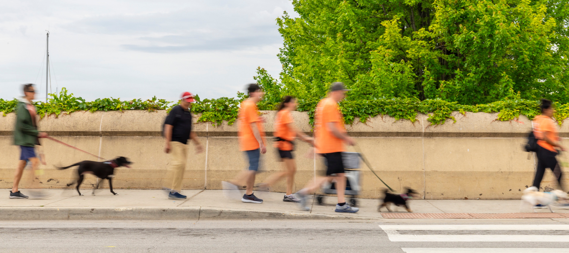 Pets and people on a walk