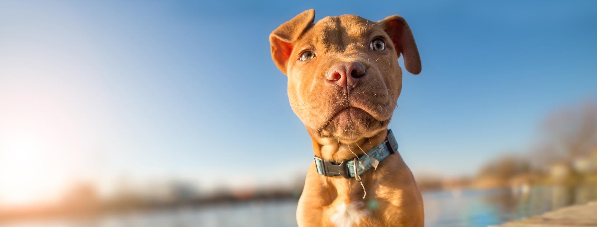 A beautiful pitbull puppy