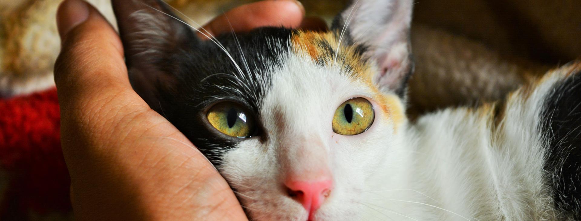 Calico cat head being held by white hand