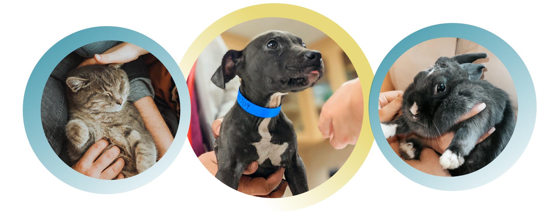 Pets in circles