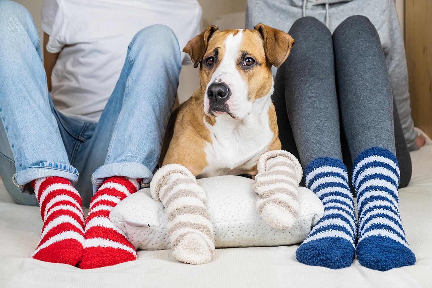 man in red and white socks next to brown and white dog wearing white socks next to woman in blue and white striped socks