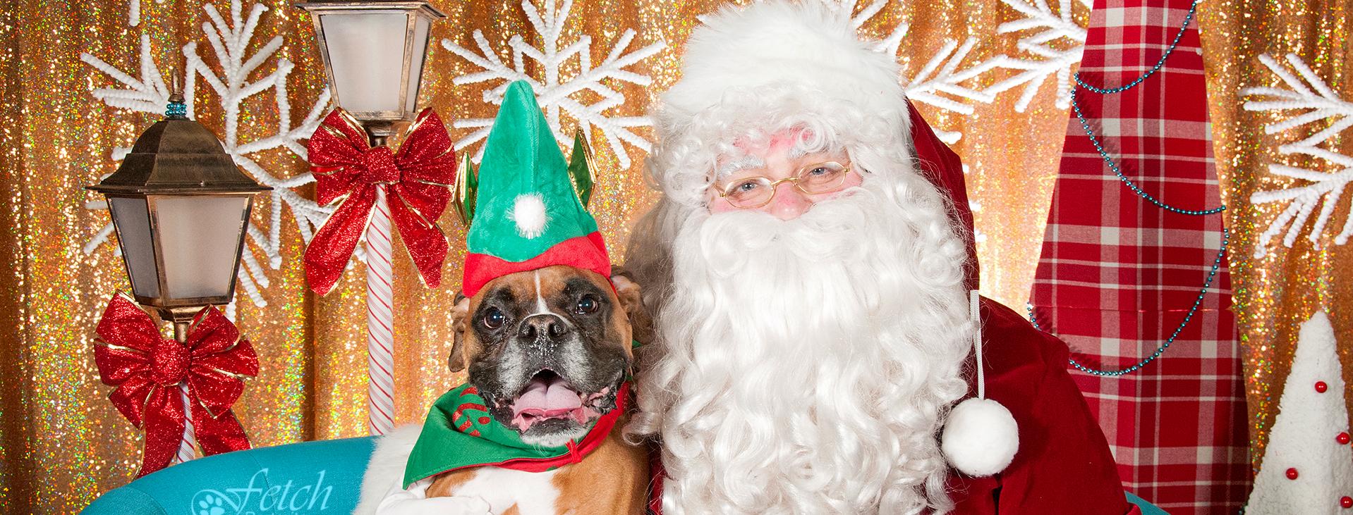 Brown and white boxer with a green elf hat on sitting next to santa
