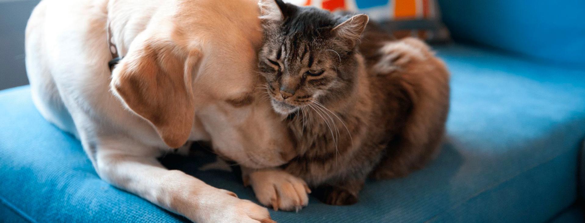 Clear the Shelters 2021