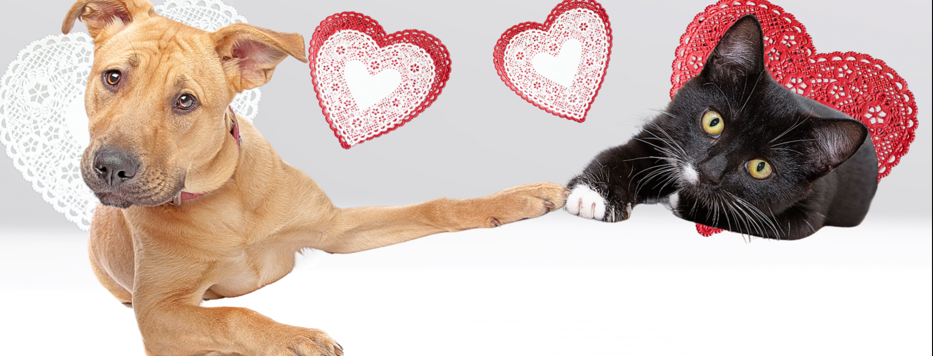 A valentine's day dog and cat