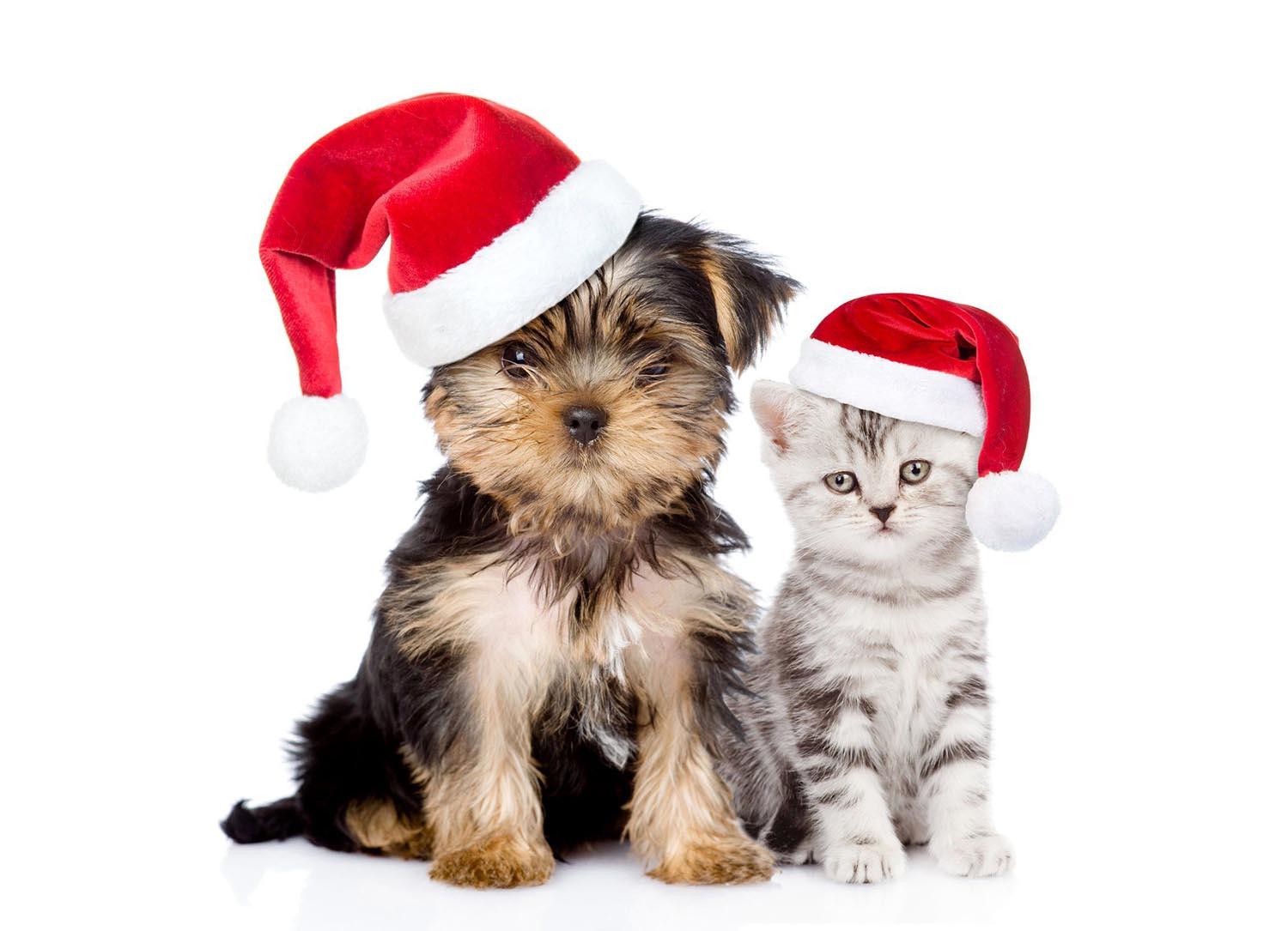 A puppy and kitten in santa hats
