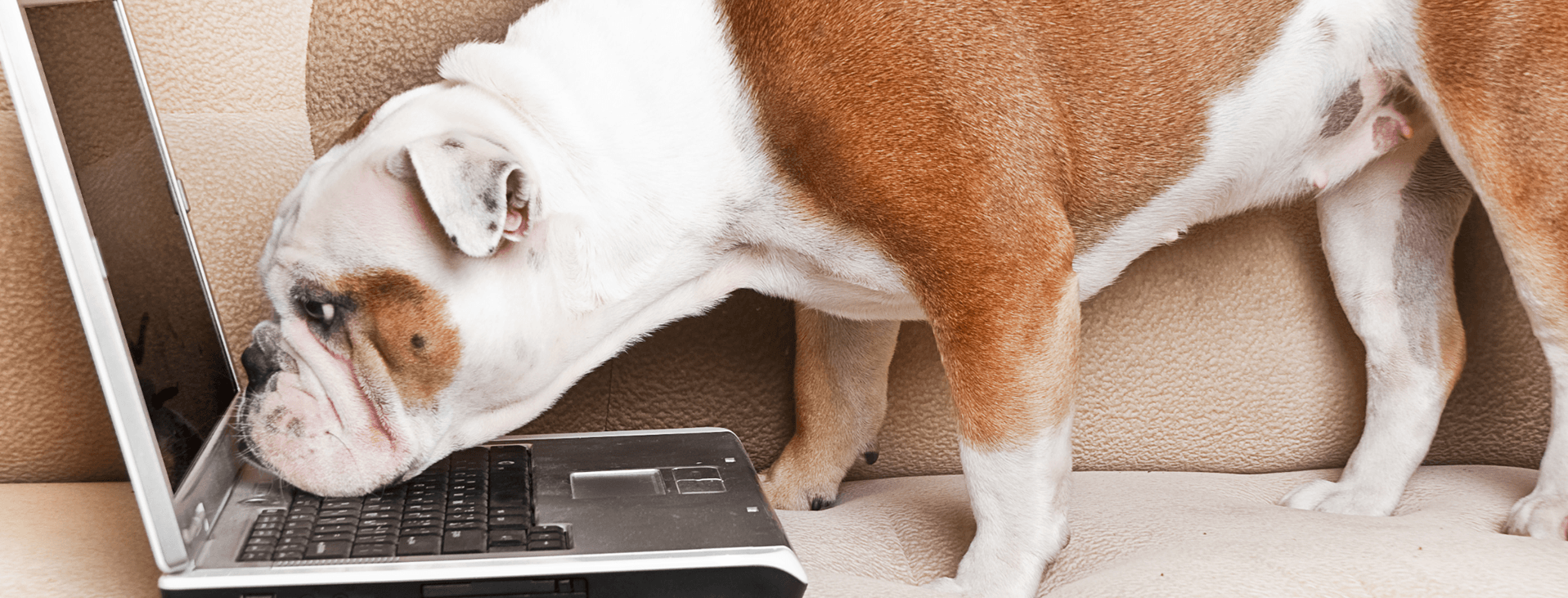 Bulldog standing on a sofa investigating an open laptop computer. 